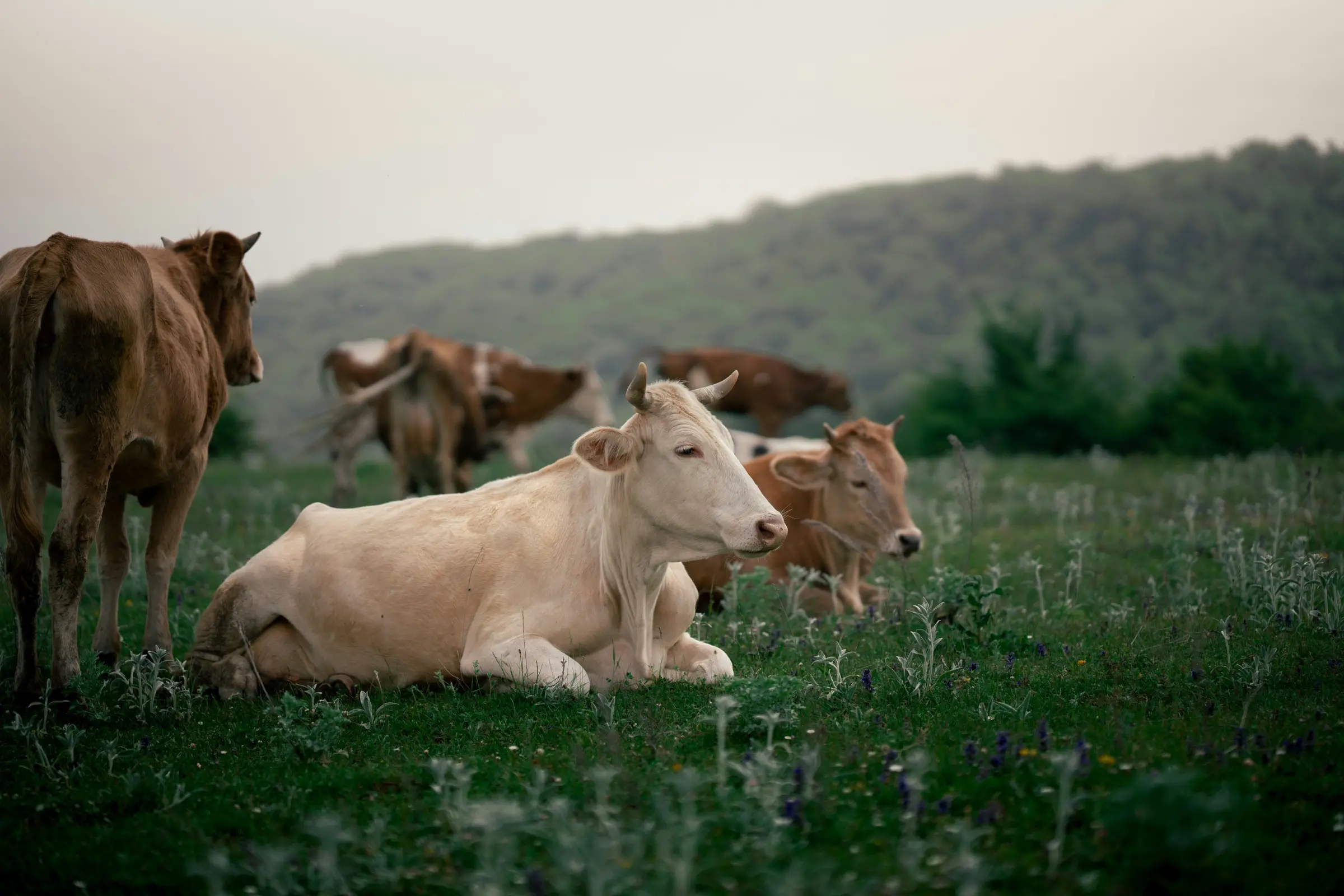 Beef cattle grazing