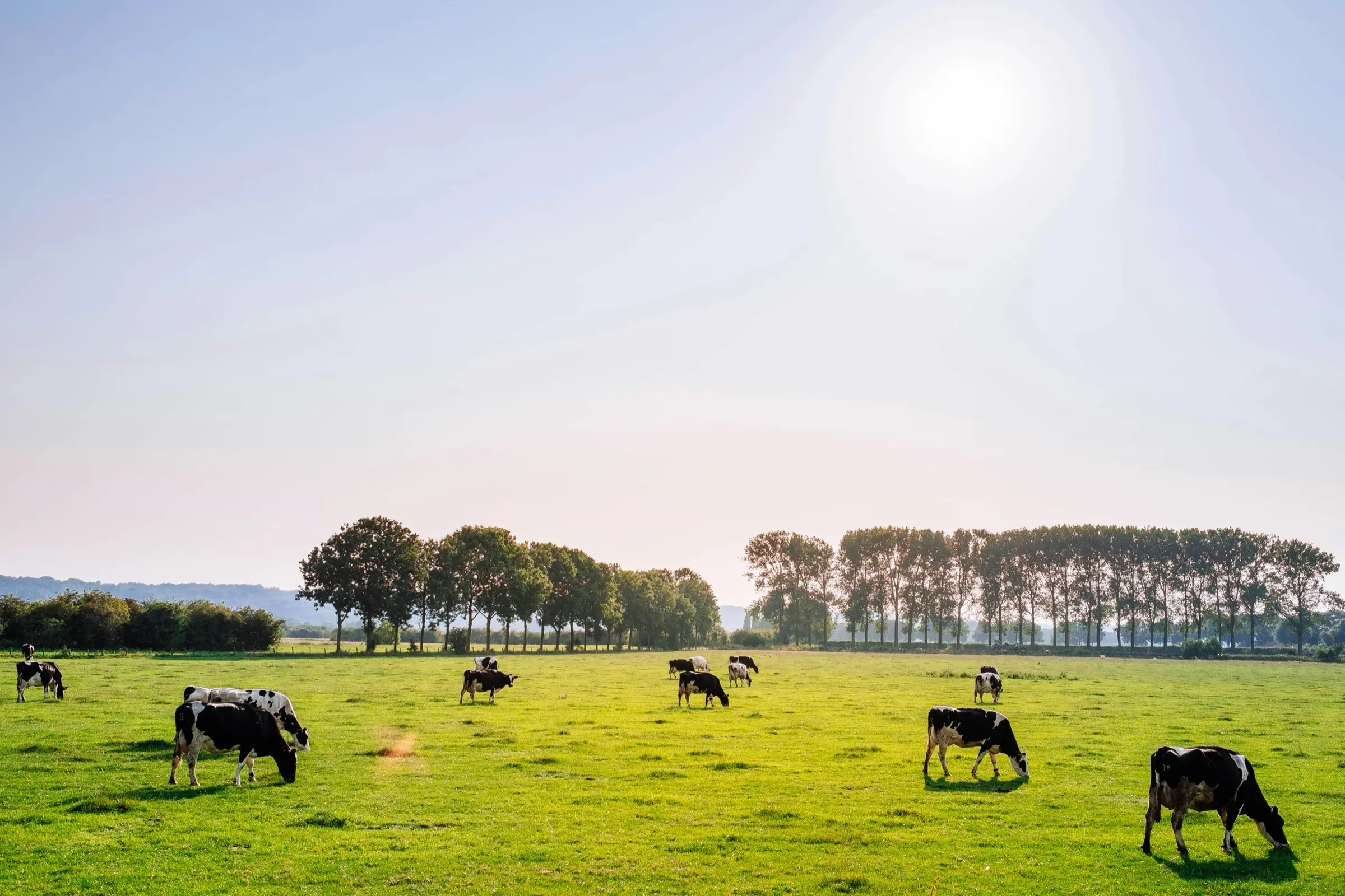 Dairy cattle in a milking herd