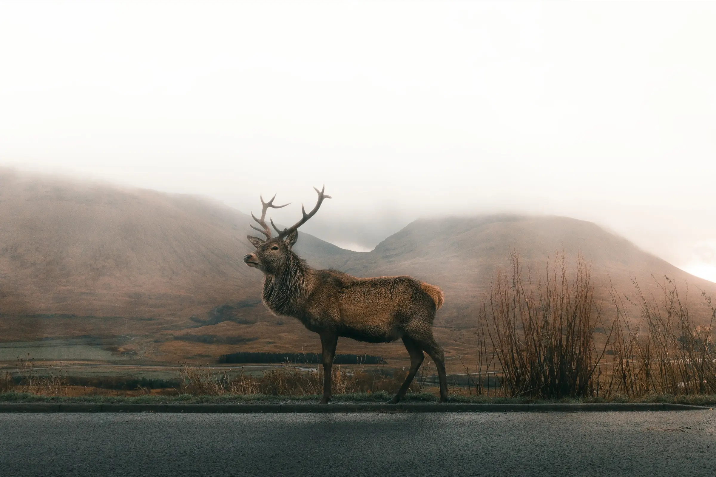 Farmed deer