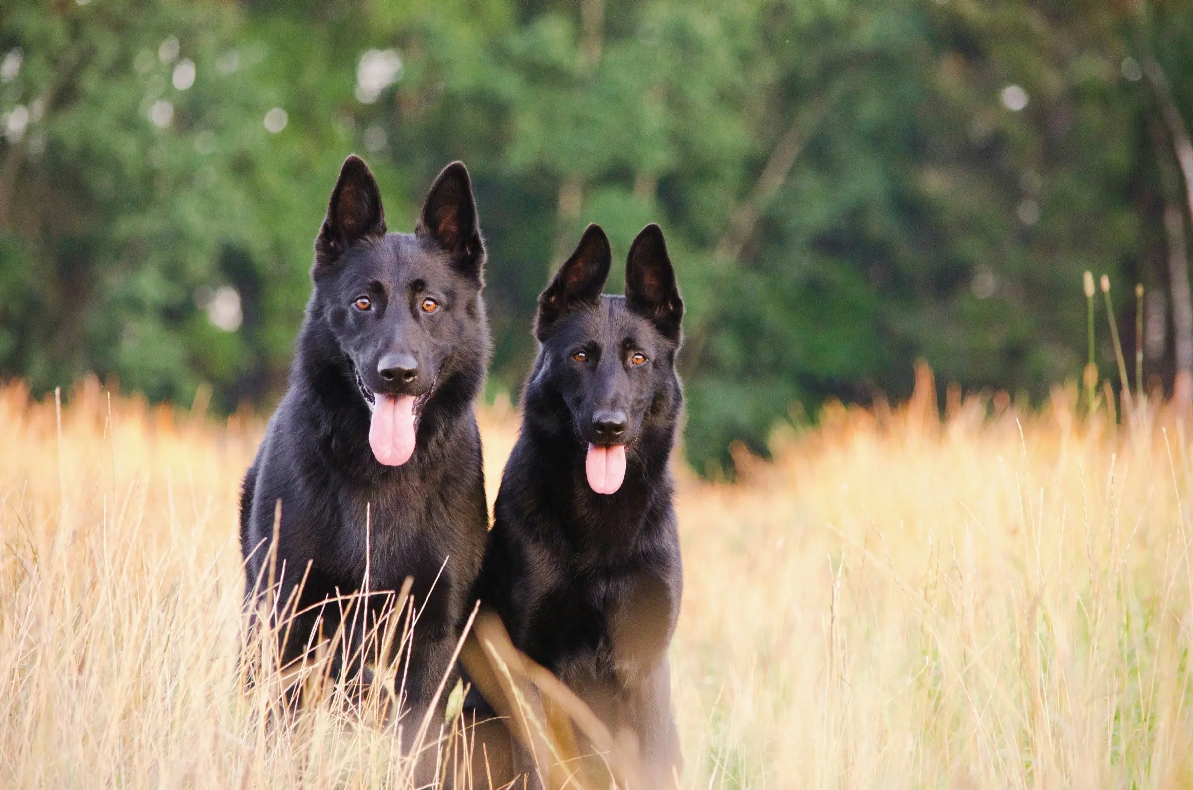 Working dog herding stock