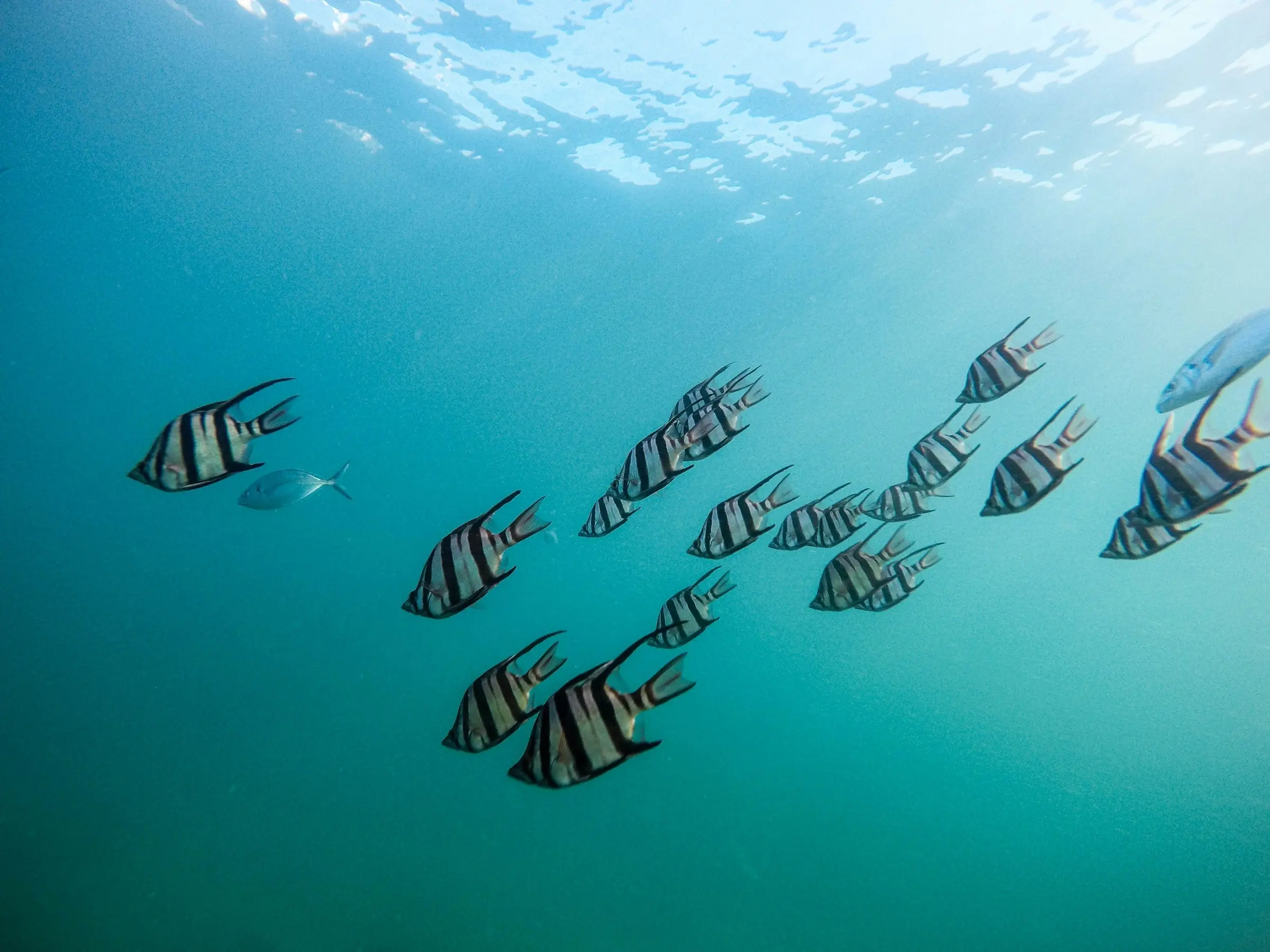 Aquaculture pens
