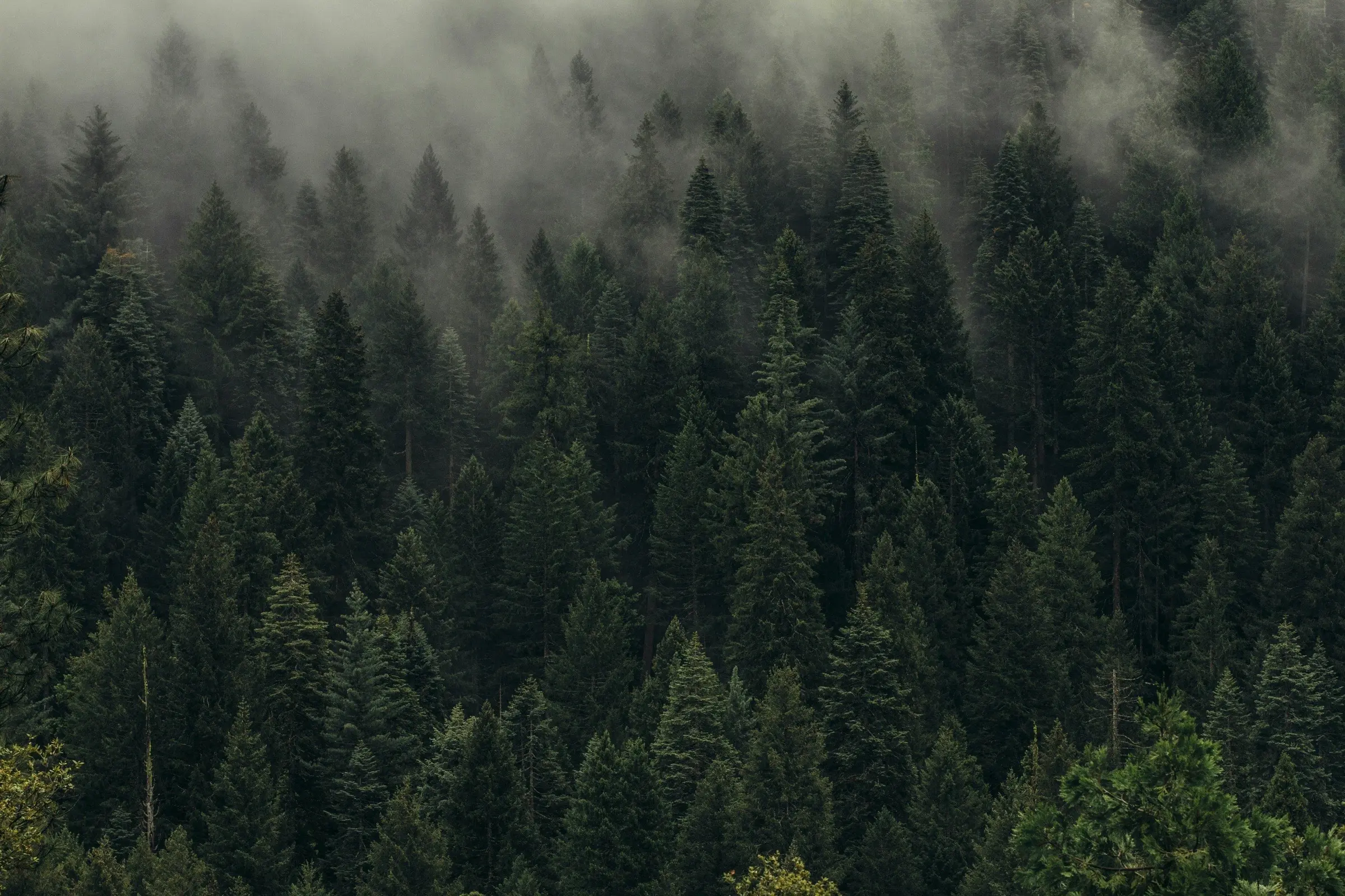 Production forestry plantation