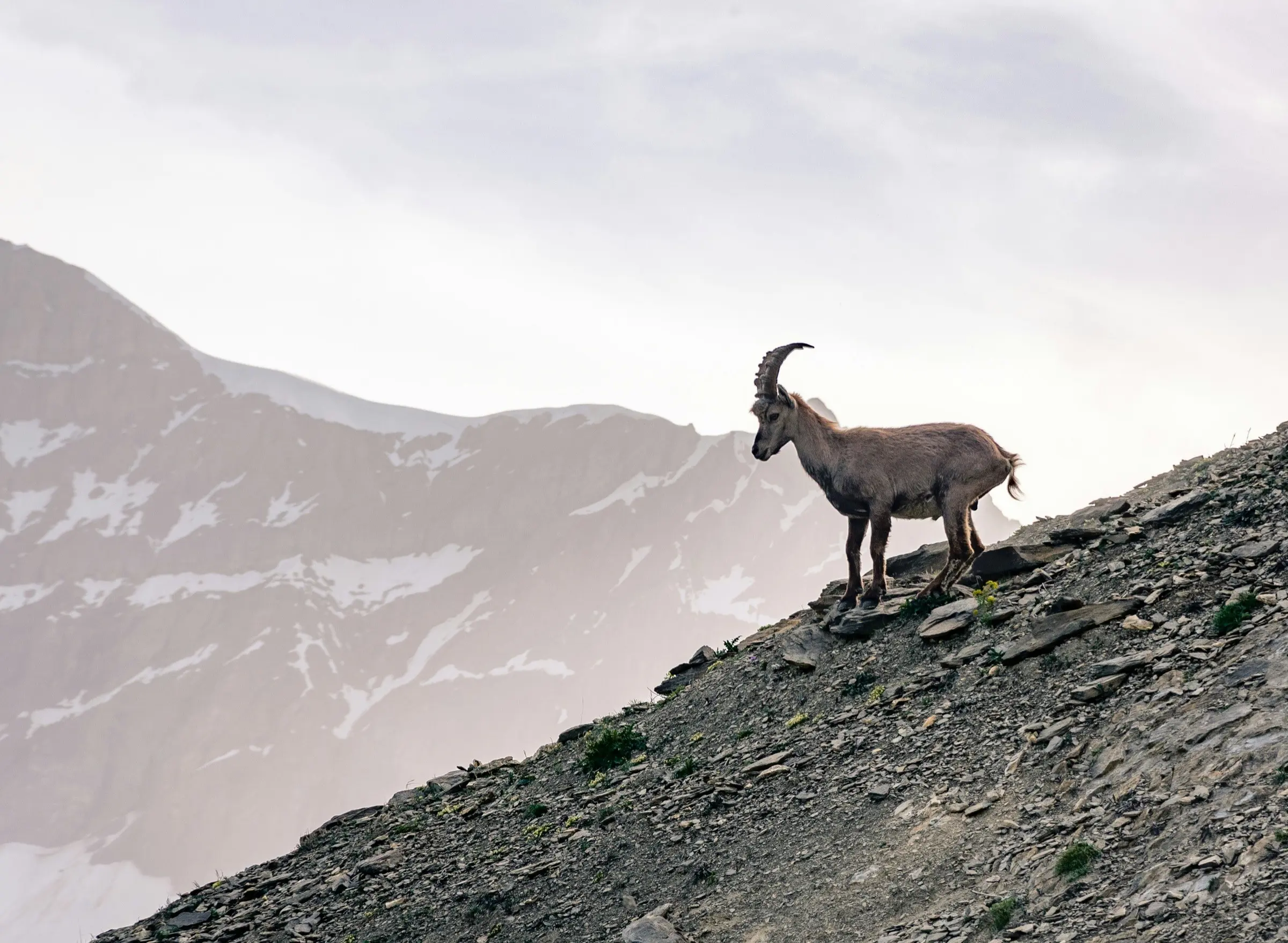 Goats on farmland