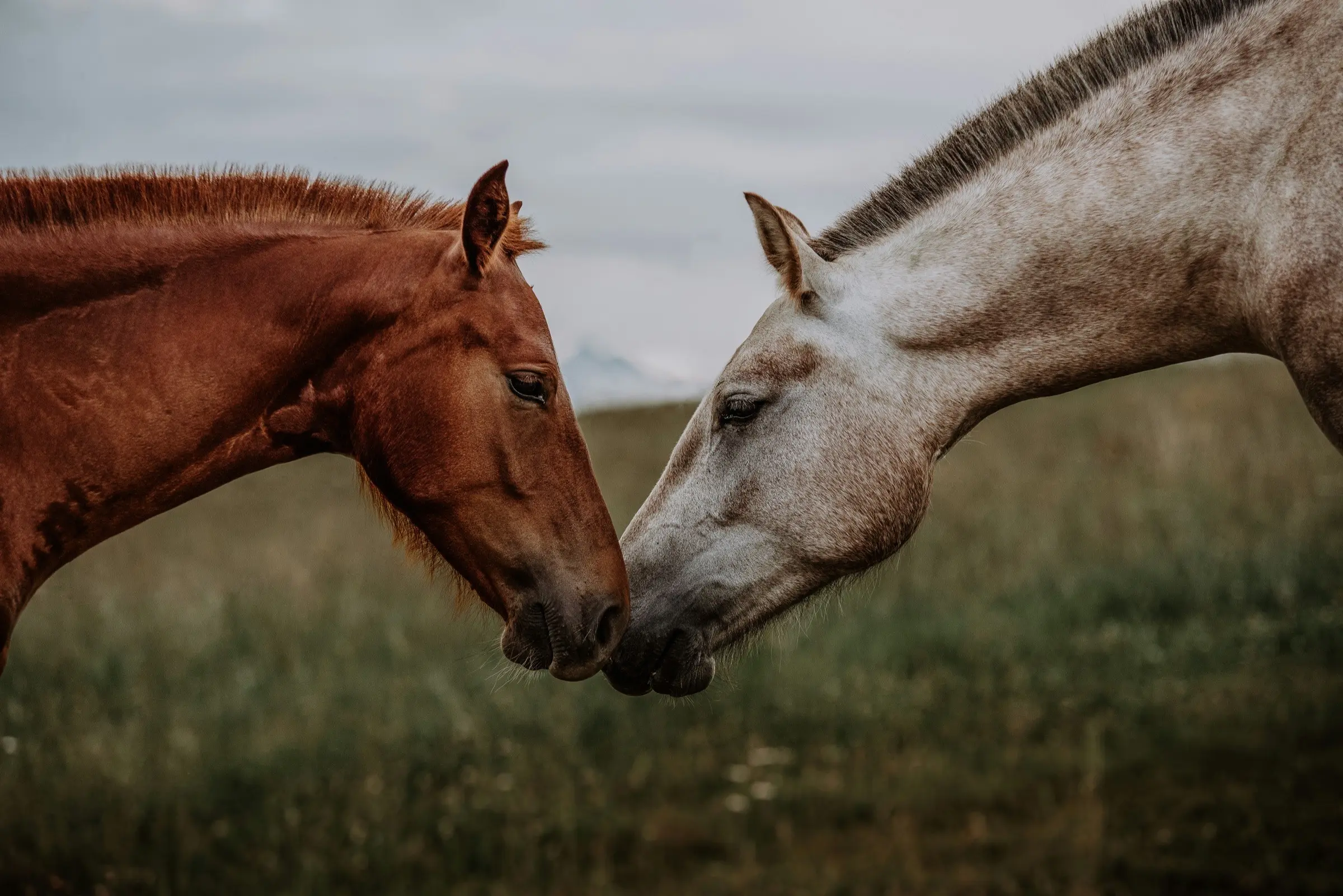 Horses in a field