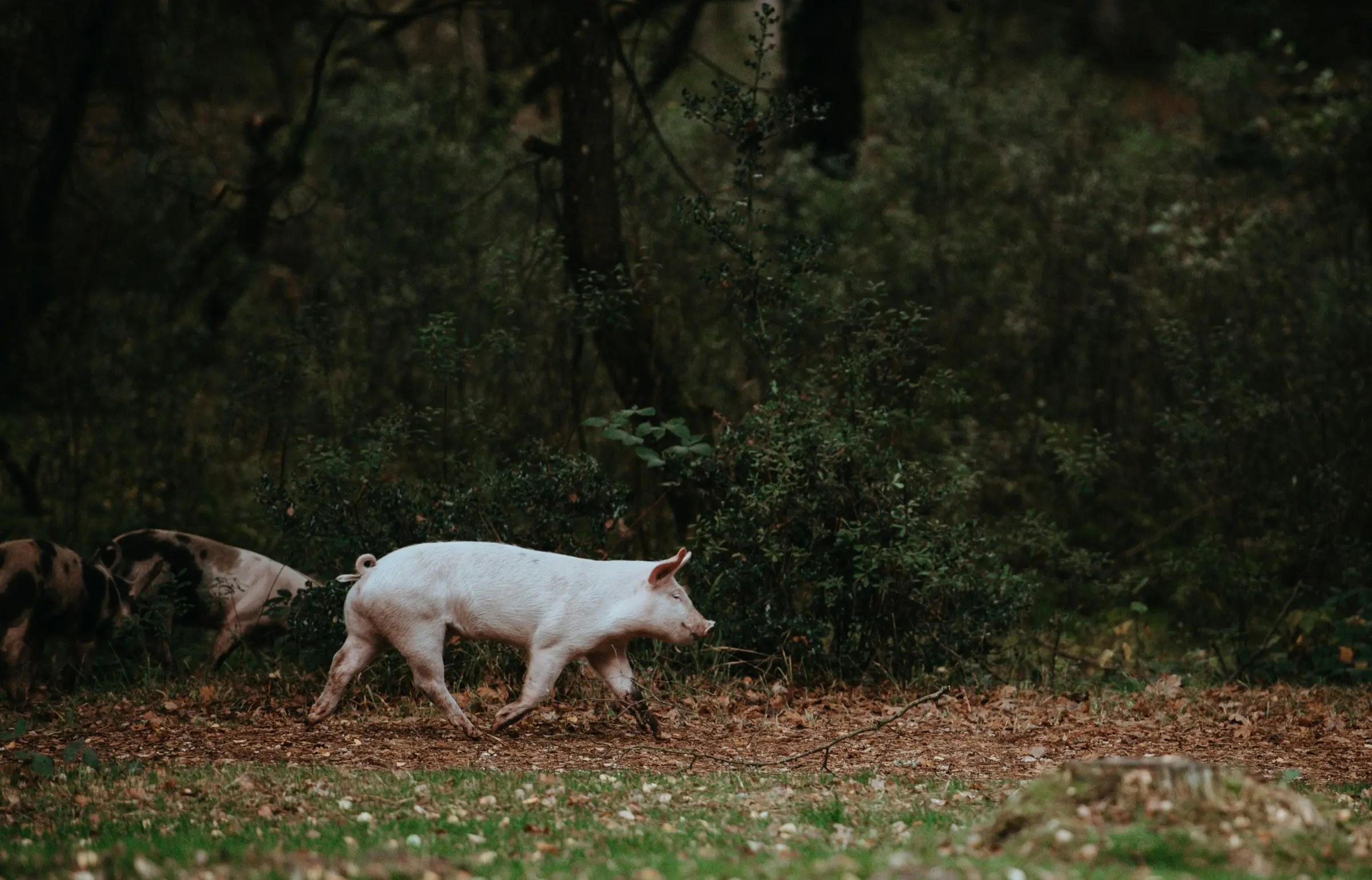 Pigs foraging at a forest edge