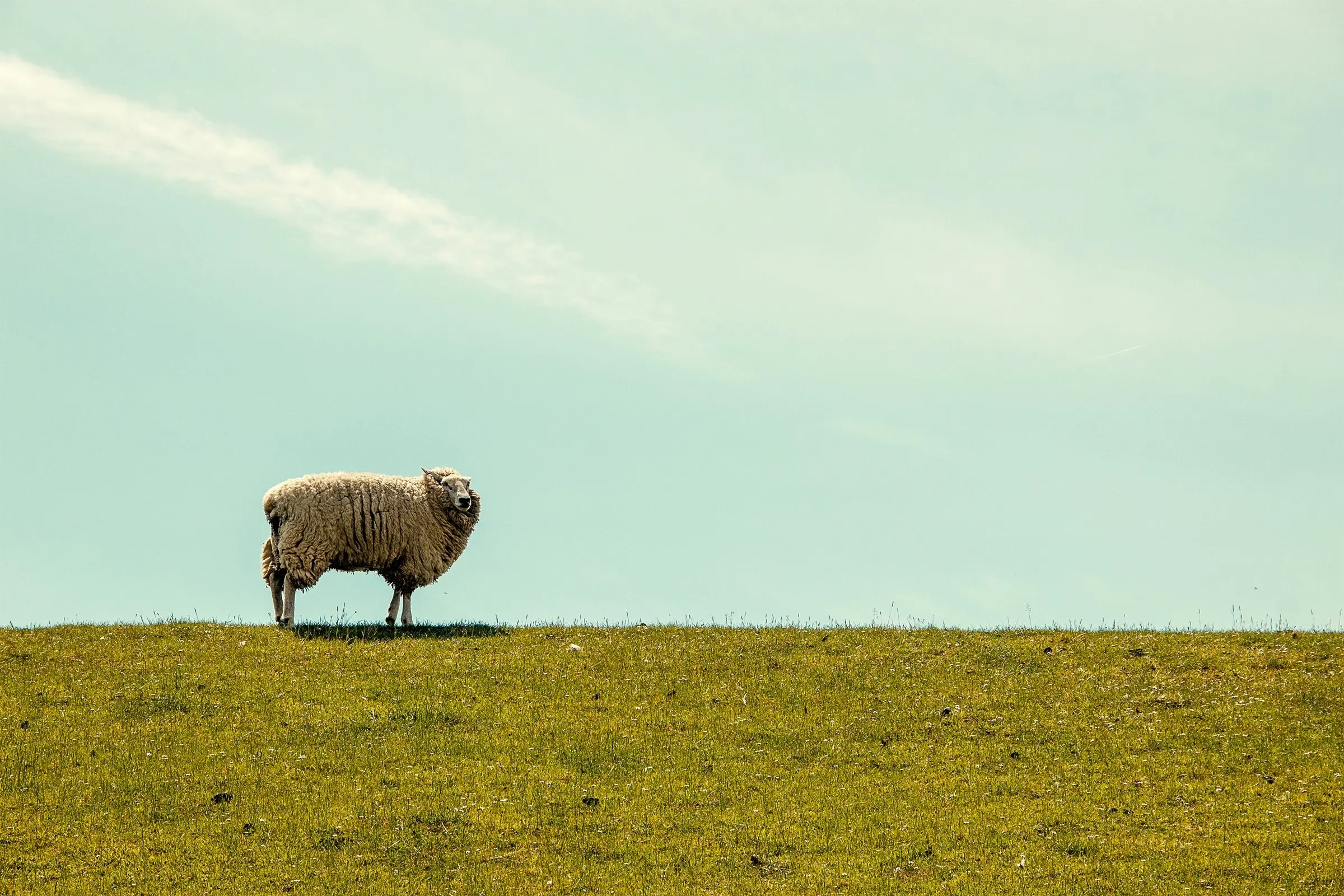 Sheep flock in a paddock